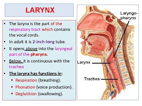 Larynx Trachea Bronchi Prof Saeed Abuel Makarem Objectives