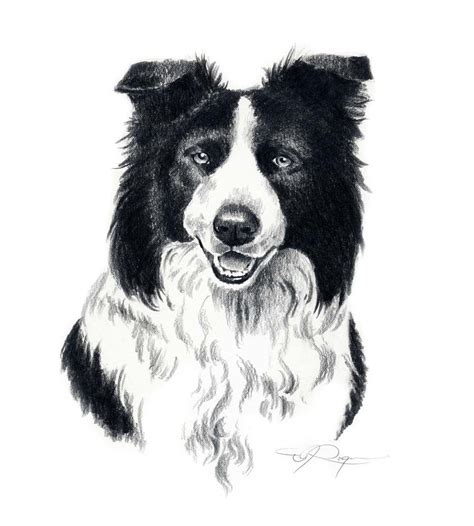 Border Collie Dog Art Print Por El Artista Dj Rogers Etsy España