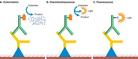 Western Blot Detection Methods