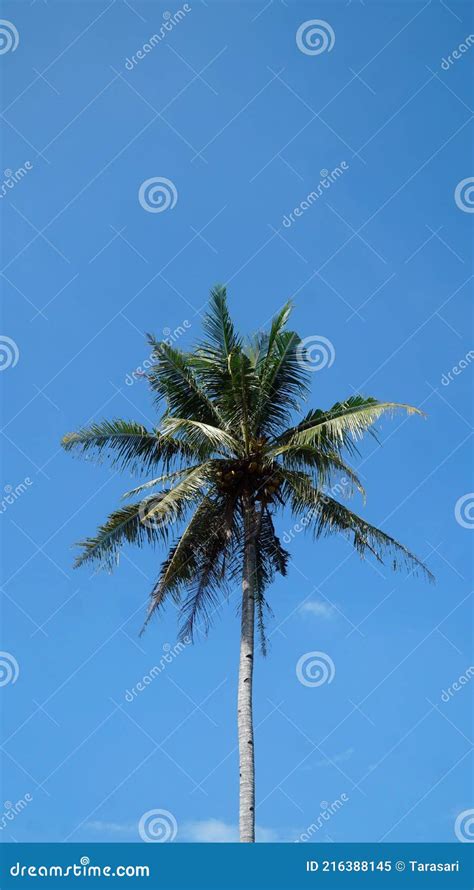 One Coconut Tree With Blue Sky Background Stock Image Image Of