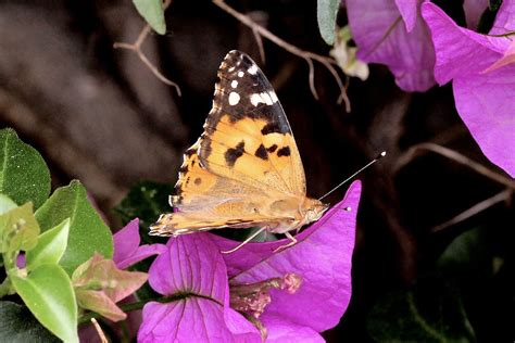 La Belle Dame Vanessa Cardui Nymphalidae Nymphalinae Flickr