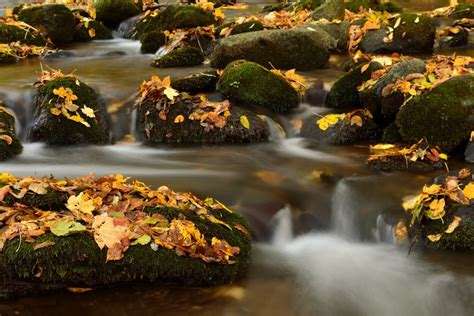 4K Stones Autumn Moss Foliage Stream HD Wallpaper Rare Gallery