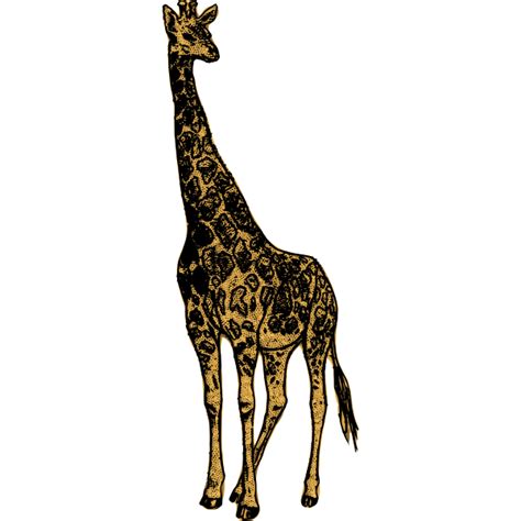 Giraffe Vector Svg