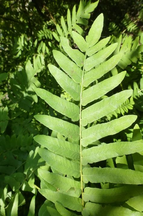 A Portrait Of A Plant A Fern Les Chatfield Flickr