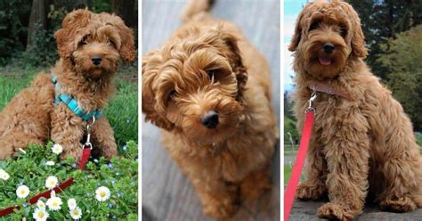 Double Doodle Dog Info Labradoodle Goldendoodle Mix