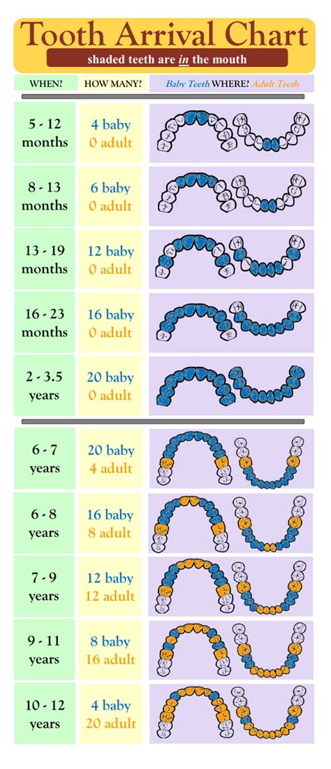 Tooth Arrival Chart Download Printable Pdf Templateroller