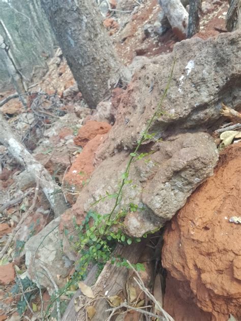 Scrambling Caper From Kingaroy Qld Australia On October