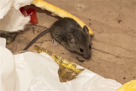 Seattle Rodent Proofing Attic Pest Control Attic Projects Company