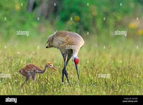 Sandhill Crane Grus Canadensis Female With Chick Searching Food In A