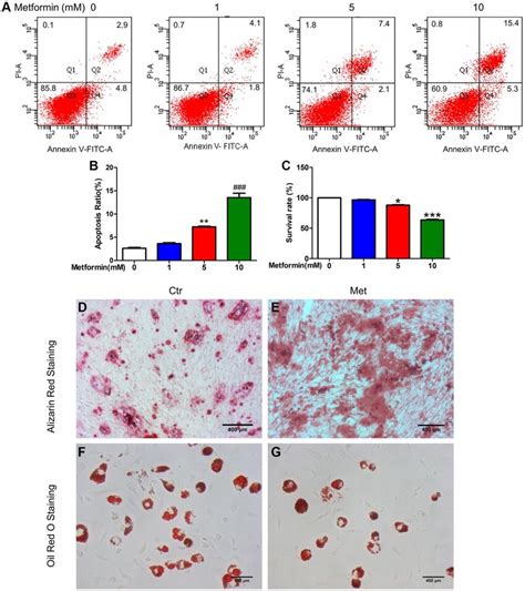 Metformin Promoted Msc Apoptosis In A Concentration Dependent Manner Download Scientific