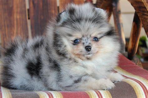 Merle Pomeranian Puppies For Sale Pets Lovers