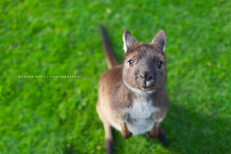 Cute Joey Kangaroo