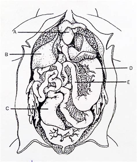 Frog Dissection Room 603 Diagram Quizlet