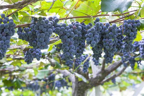 11 Popular Grape Varieties