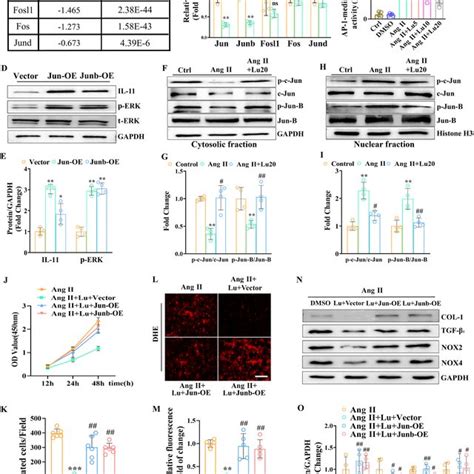 Lutein Suppressed Ang Ii Induced Oxidative Stress Inflammation And