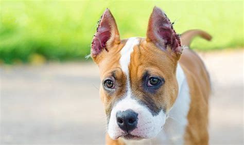 What Are The Benefits Of Cropping A Dogs Ears