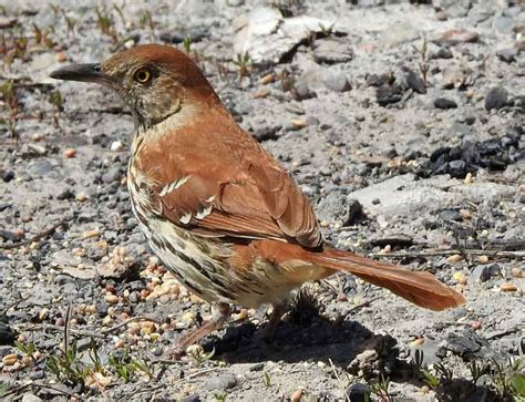 Brown Thrasher - Call | Habitat | Diet | Range | Size | Facts - Bird Baron