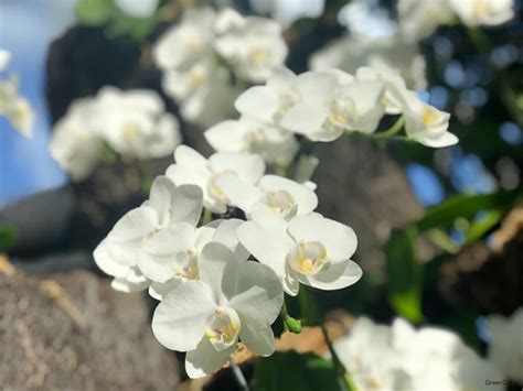 結婚祝いに贈りたい花10選！花言葉やマナーもご紹介 Horti 〜ホルティ〜 By Greensnap