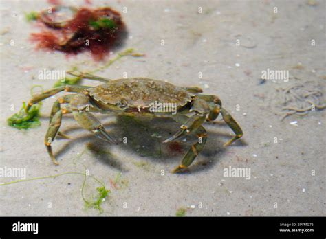 Common shore crab Stock Photo - Alamy