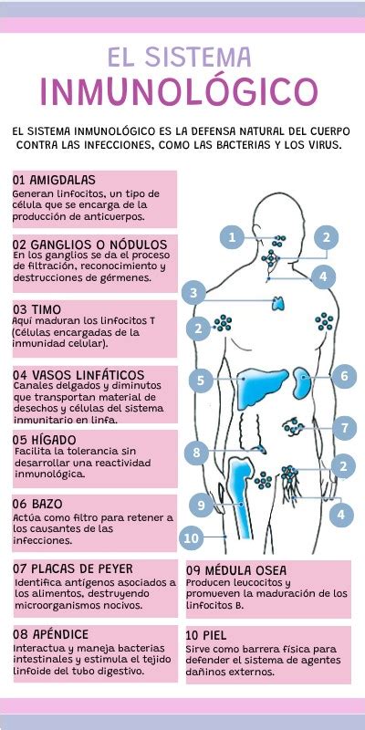 SISTEMA INMUNOLÓGICO HUMANO