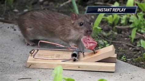 Tipps Zur Rattenbek Mpfung Im Garten