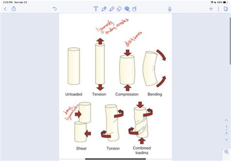 Biomechanics Of Tissue Flashcards Quizlet