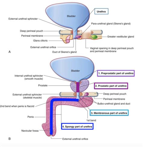 Ch 25 The Urinary System Flashcards Quizlet