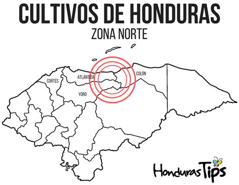 Recorrido Por Los Cultivos Que Se Producen En Cada Zona De Honduras