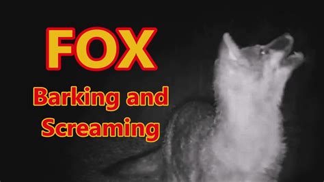 Fox Screaming And Barking At Night Screaming Foxes Youtube