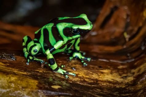 Green-and-black Poison Dart Frog - Wild Expedition