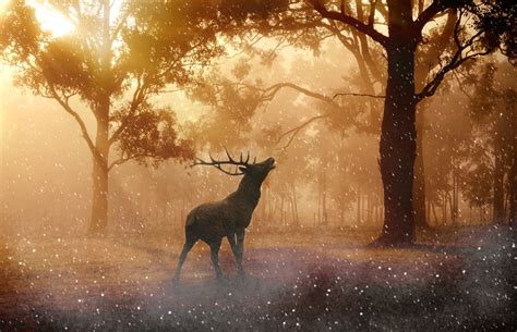 Reindeer in forest HD wallpaper | Wallpaper Flare