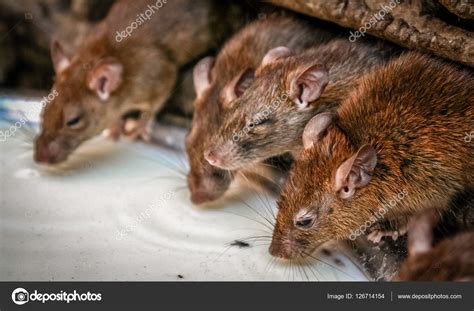 India Temple Rats Drinking Milk