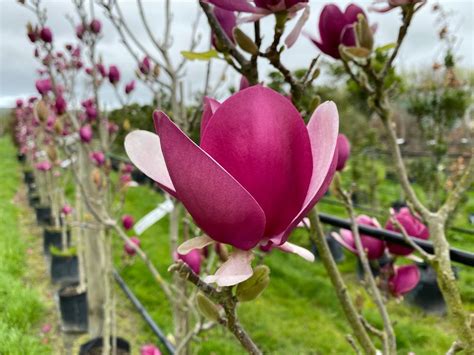 Magnolia Cameo Magnolia Leafland Limited Best Price Buy Trees