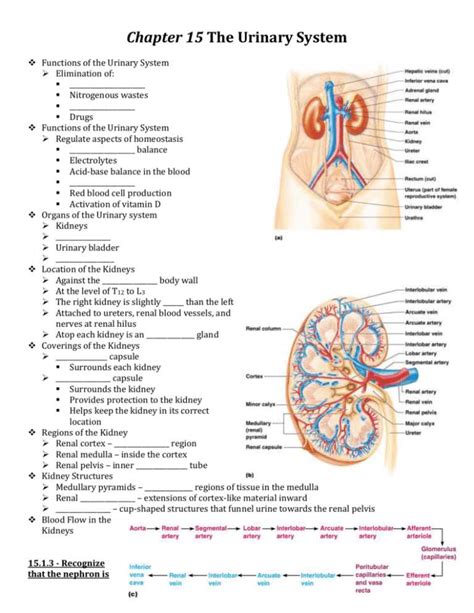 The Ultimate Guide To Chapter The Urinary System Answer Key All