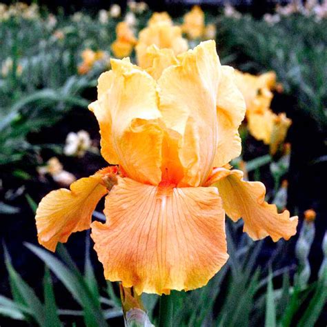 Iris Apricot Silk Suttons