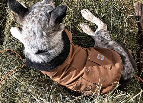 The Best Dog Clothes for Large Dogs - PureWow