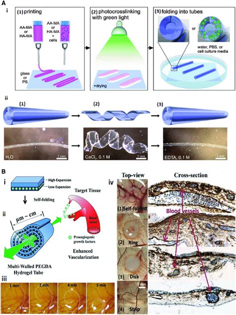 4d Biofabrication And Implantation Of Cell‐laden Biomaterials A 4d Download Scientific