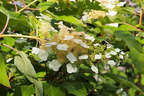 Hortensja D Bolistna Uprawa Wymagania Piel Gnacja Gardeneo