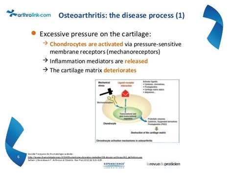 Pathophysiology Of Knee Osteoarthritis