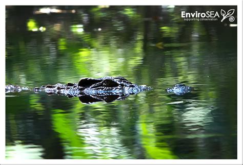 Wildlife Thailand - Khao Yai's infamous crocodile - FORUM