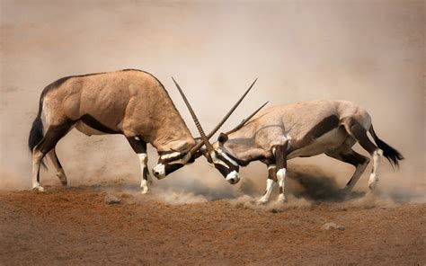 gemsbok wallpapers wallpaper cave