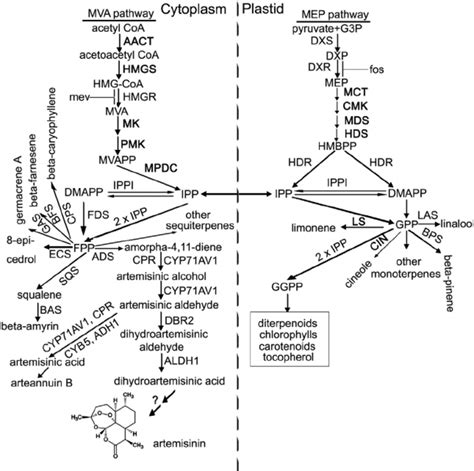 The Compartmented Global MVA And MEP Pathways Toward Terpene