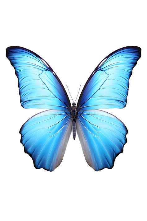 Wall Art Print Morpho Butterfly Ukposters