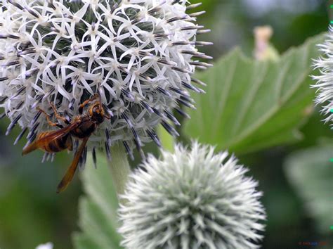 insect