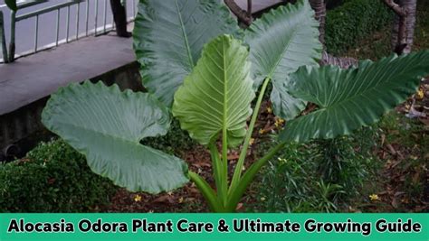 Alocasia Odora Plant Care Ultimate Growing Guide