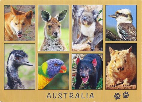 A Journey of Postcards: Animals of Australia