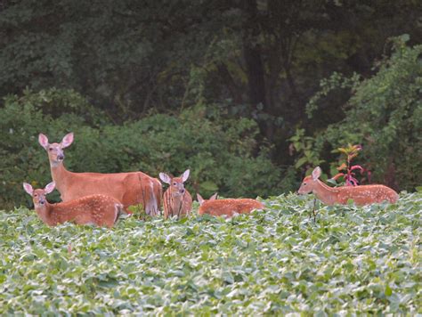 How to deal with problem White-tailed deer in Maine | WildlifeHelp.org