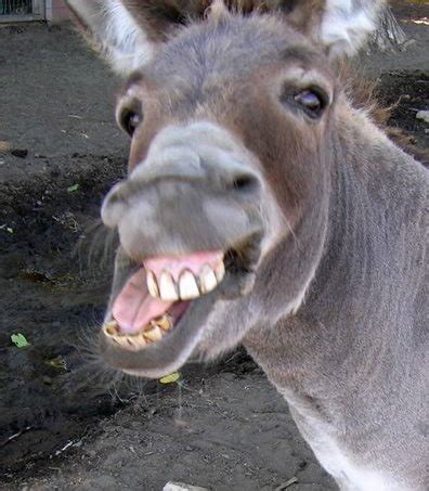 I Am Balaam S Ass Ask Me Anything R Sidehugs