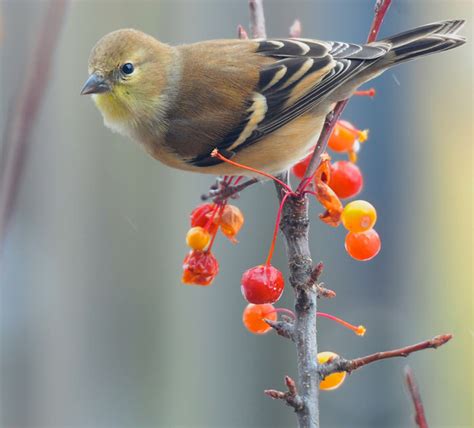 Red and the Peanut: Goldfinches like crabapples too...or at least the