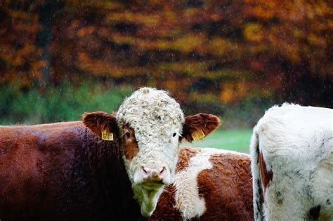 Vaca Ganado Patio De La Granja Foto Gratis En Pixabay